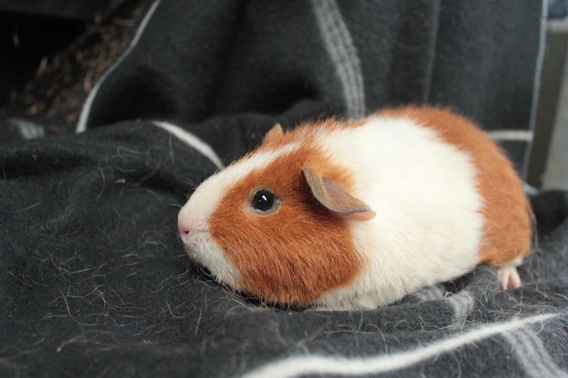 Marsvin Caviecares Red Rita billede 8