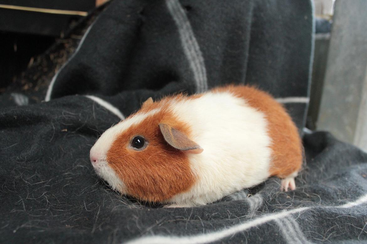 Marsvin Caviecares Red Rita billede 9