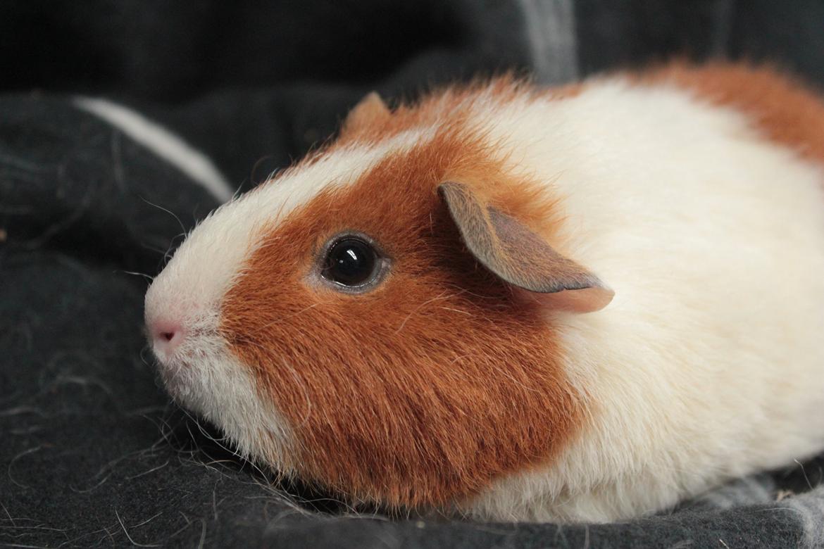 Marsvin Caviecares Red Rita billede 10