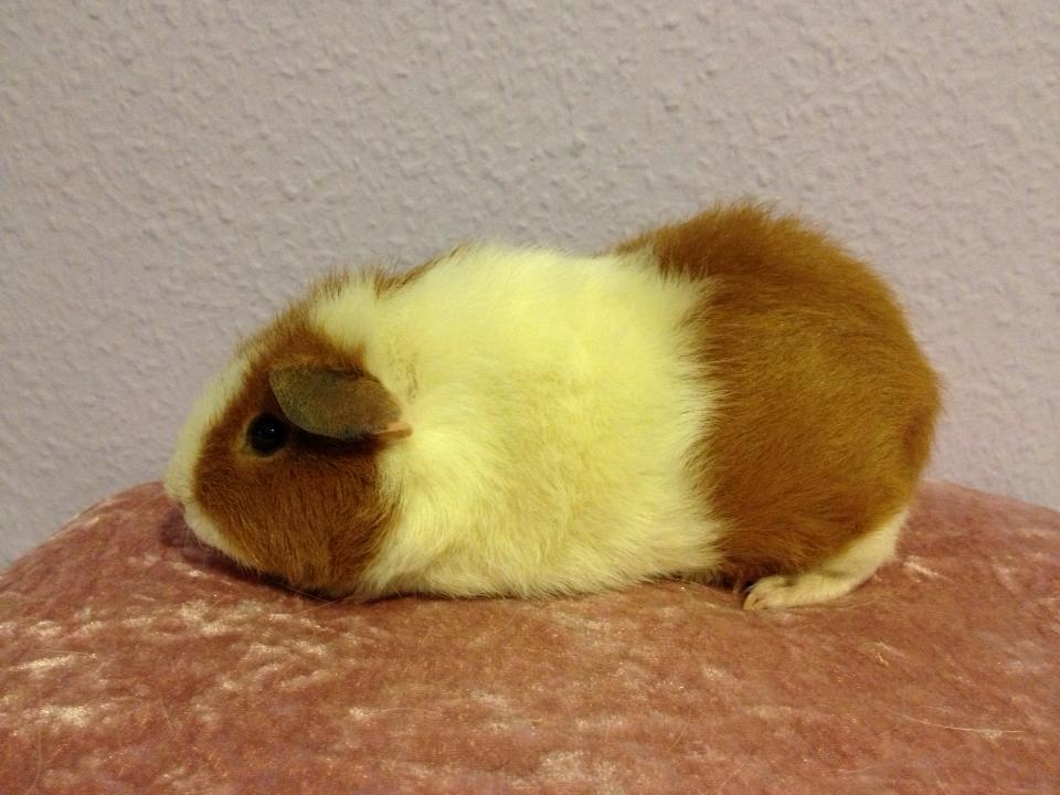 Marsvin Caviecares Red Rita billede 11