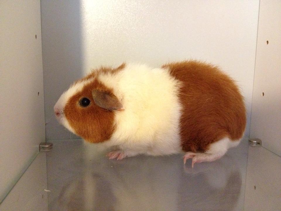 Marsvin Caviecares Red Rita billede 12