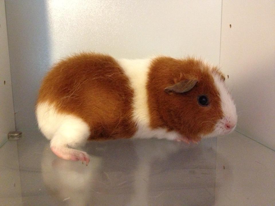 Marsvin Caviecares Red Rita billede 13