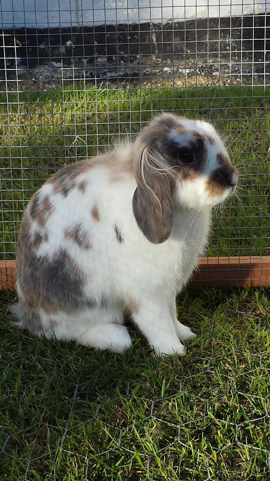 Kanin Blobber - 27-09-2013 billede 6