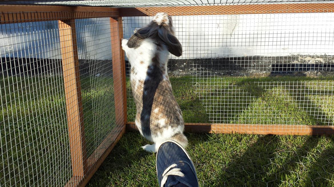 Kanin Blobber - 27-09-2013 billede 8