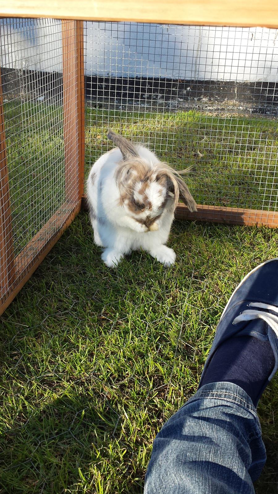 Kanin Blobber - 27-09-2013 billede 7