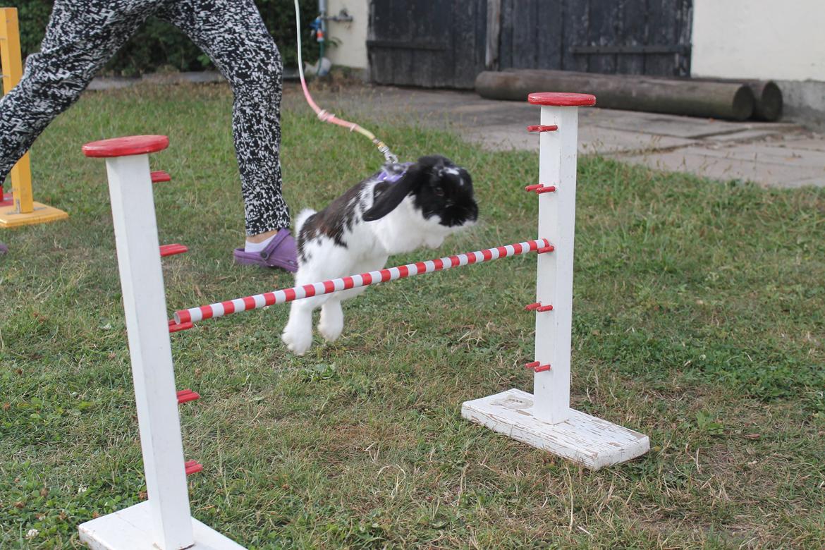 Kanin HopHans billede 2