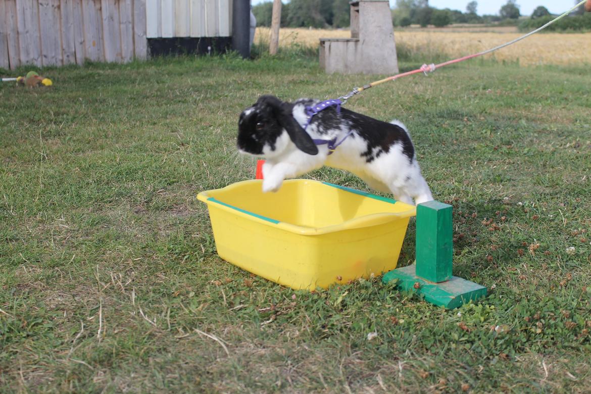 Kanin HopHans billede 10