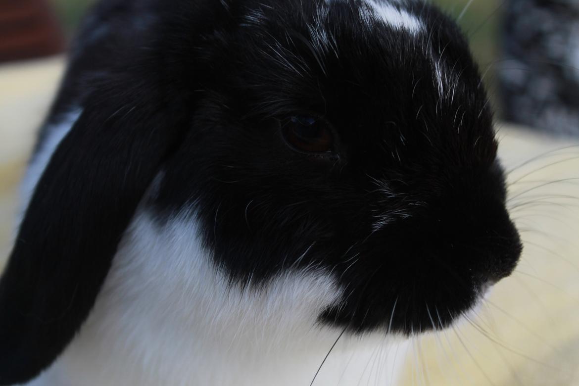 Kanin HopHans billede 11