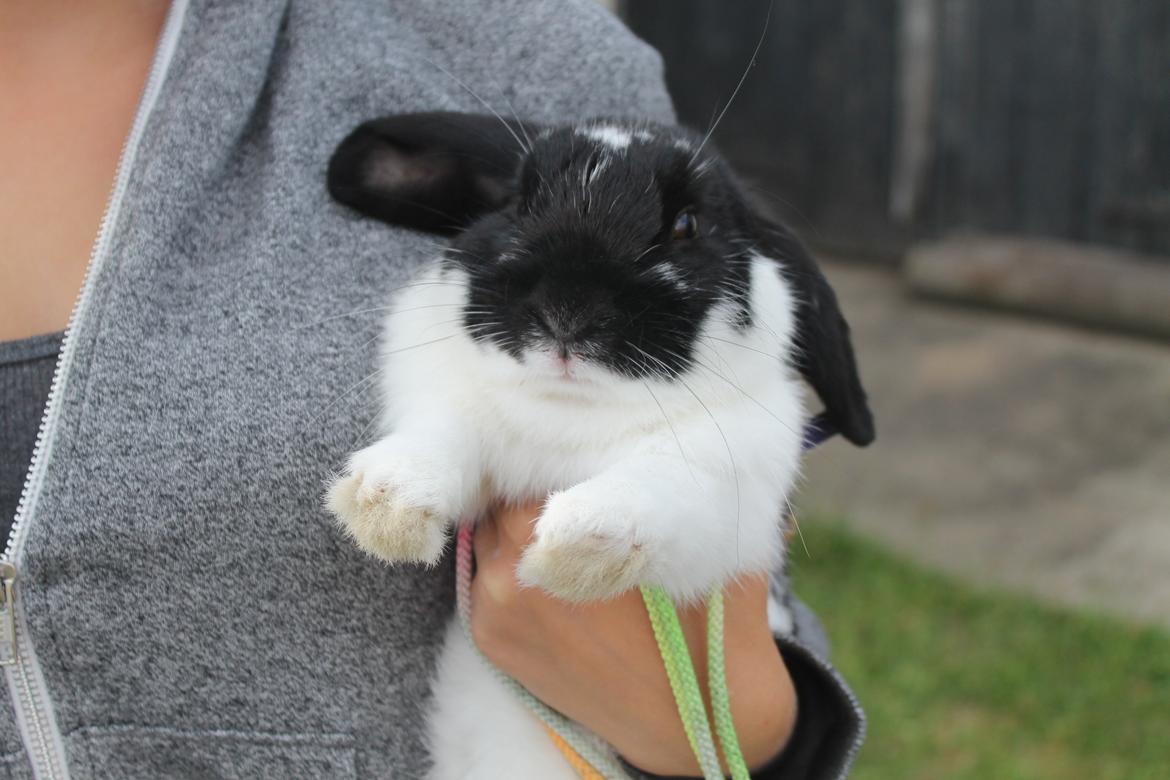 Kanin HopHans billede 6