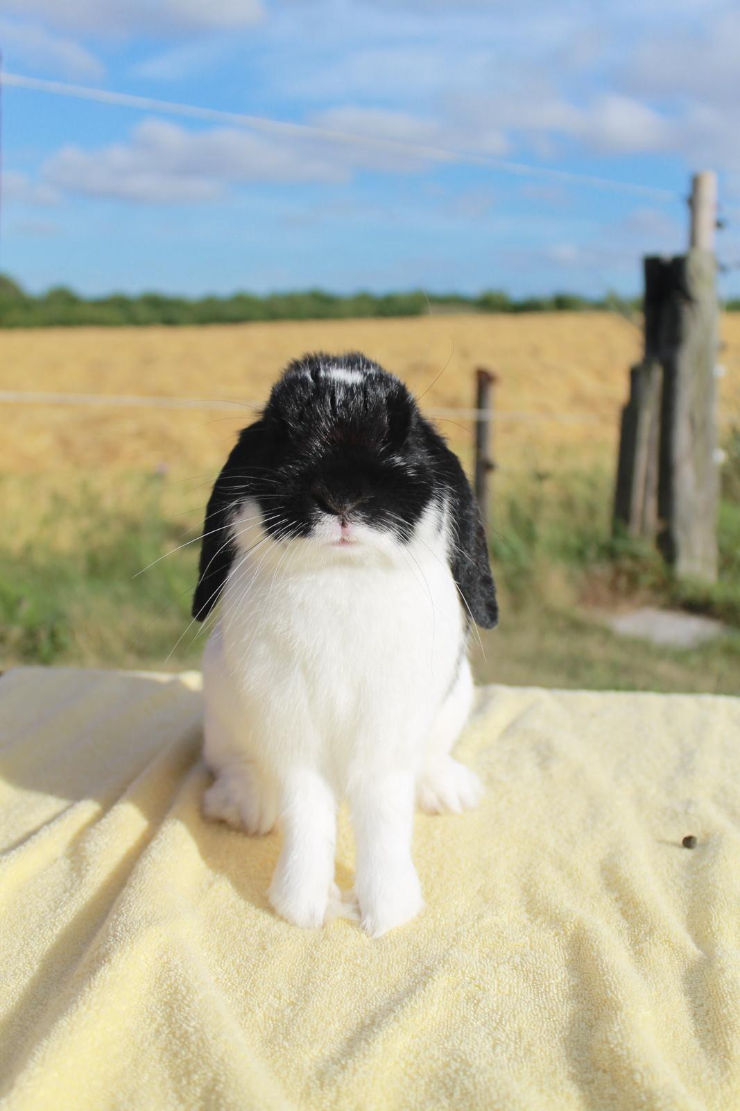 Kanin HopHans billede 8