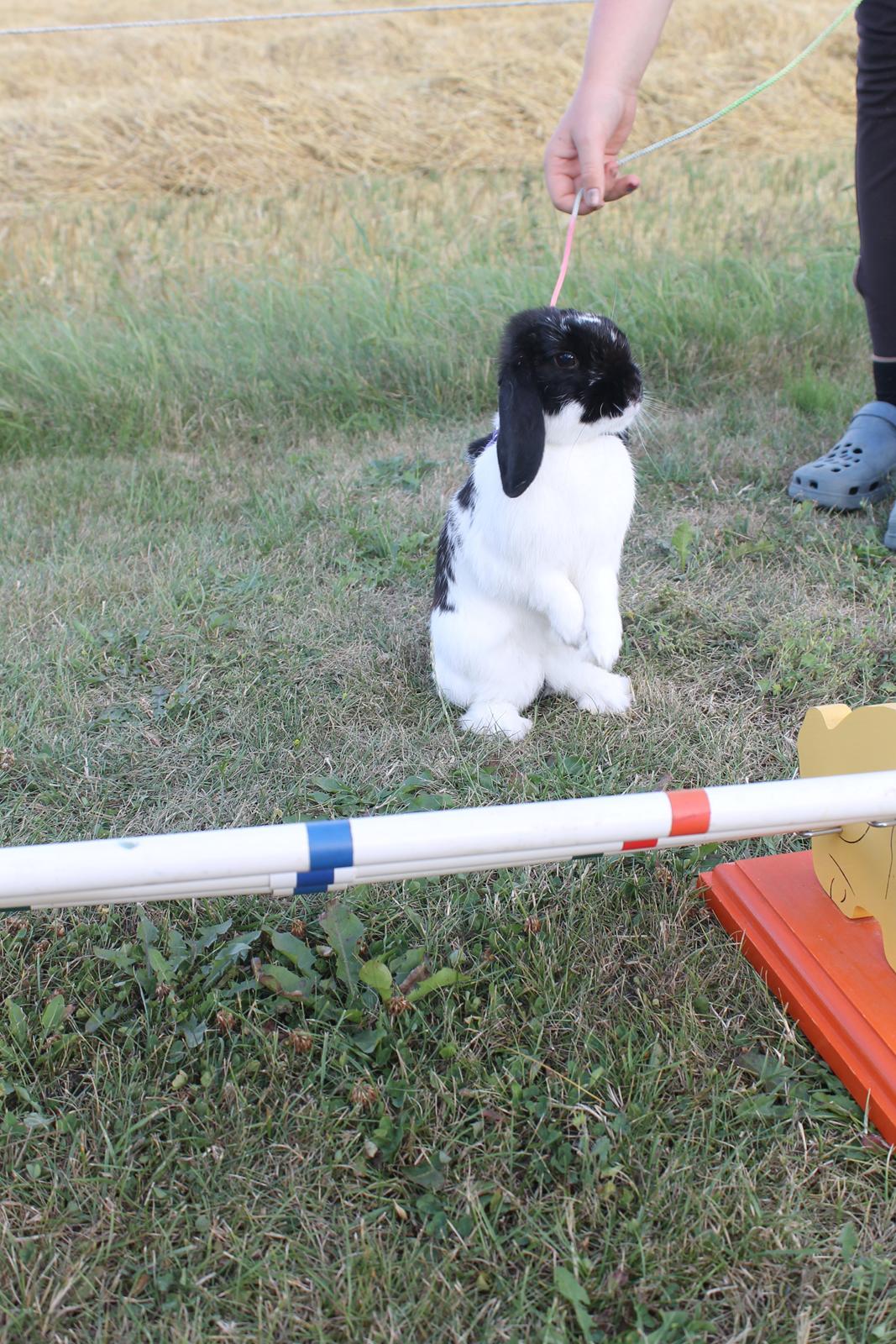 Kanin HopHans billede 9