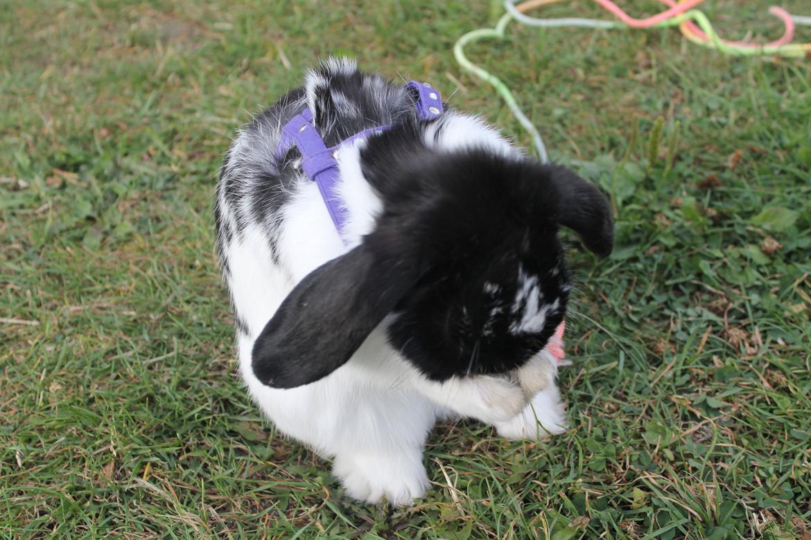 Kanin HopHans billede 7