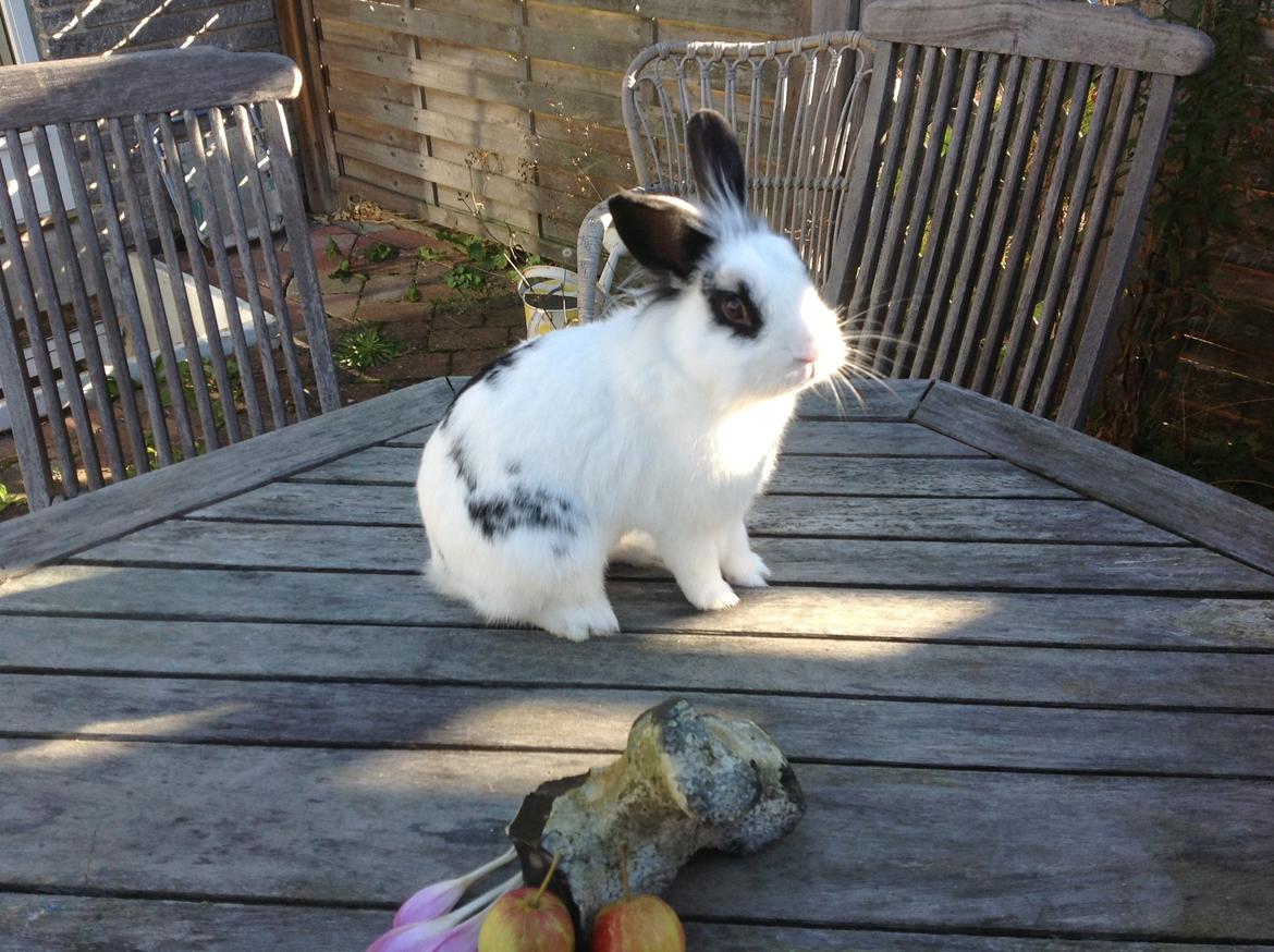 Kanin Stampe billede 1