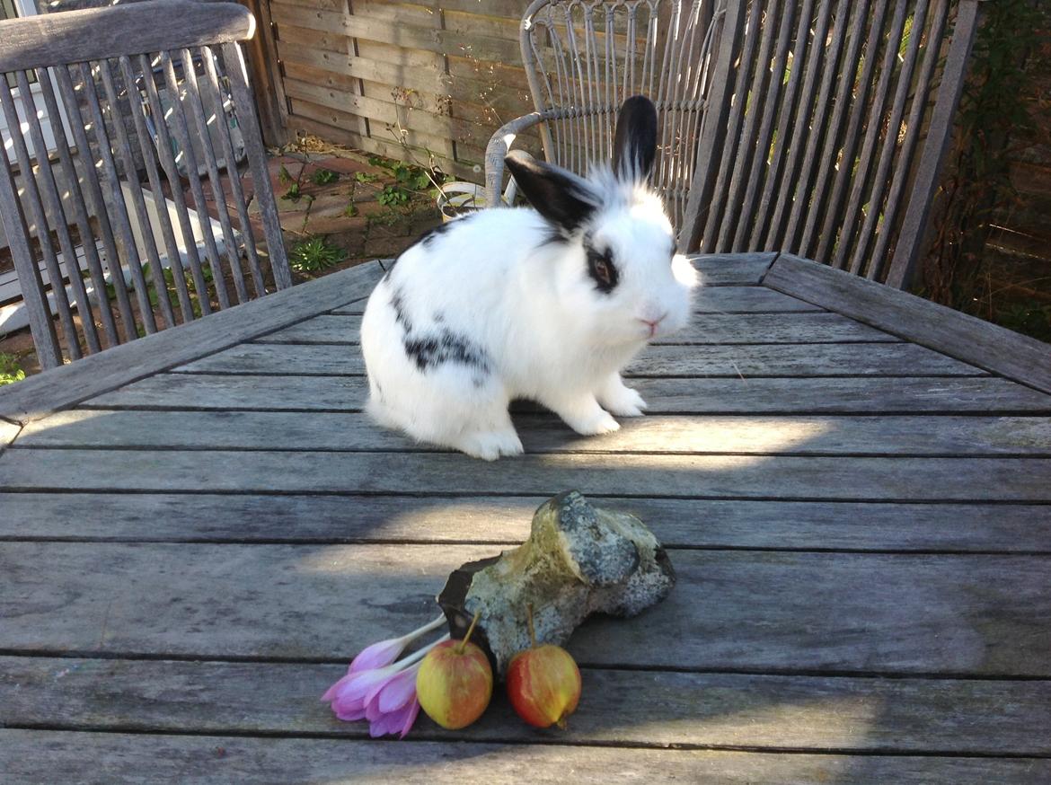 Kanin Stampe billede 2