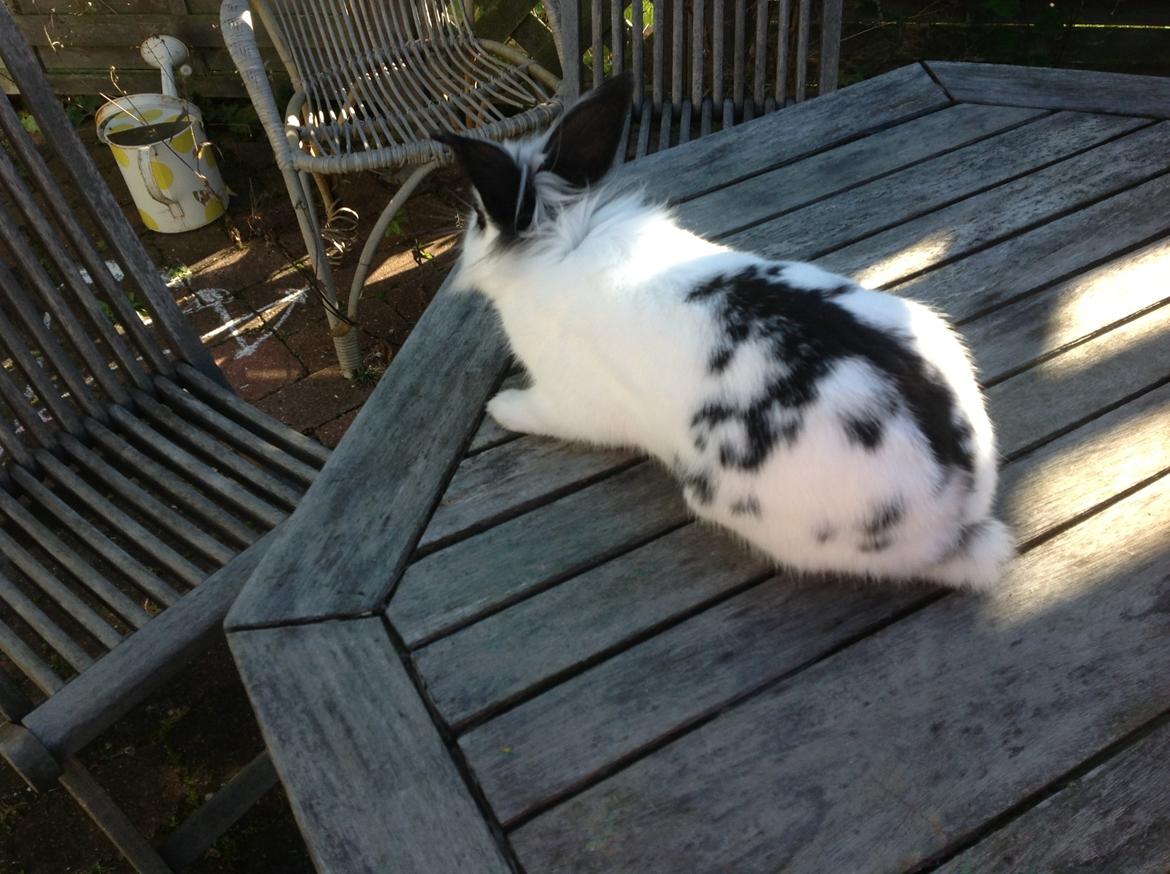 Kanin Stampe billede 3