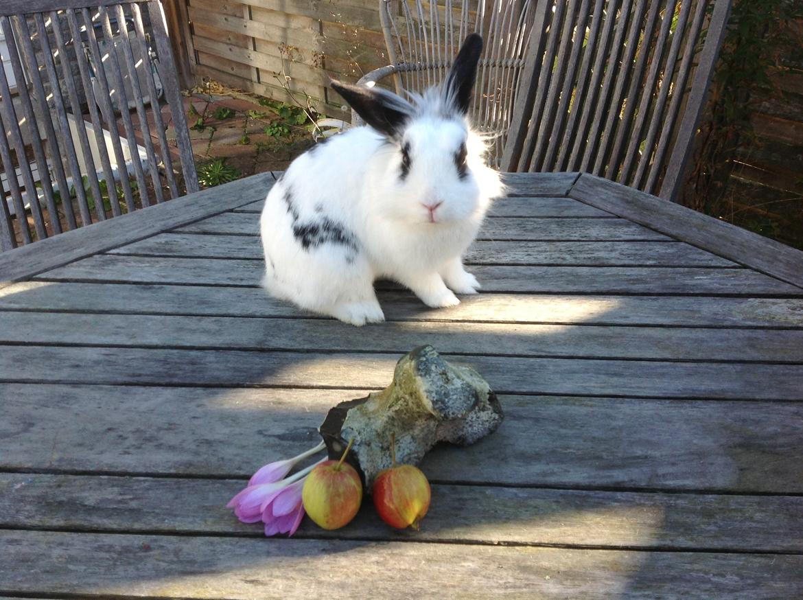 Kanin Stampe billede 4