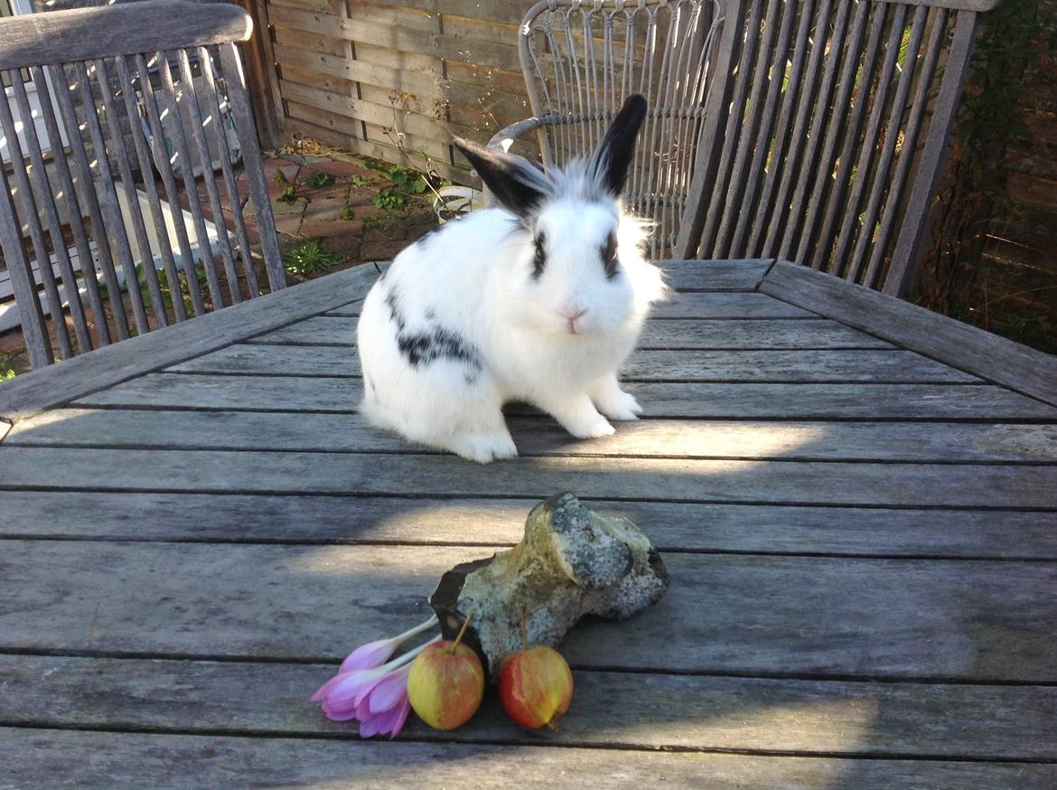 Kanin Stampe billede 5