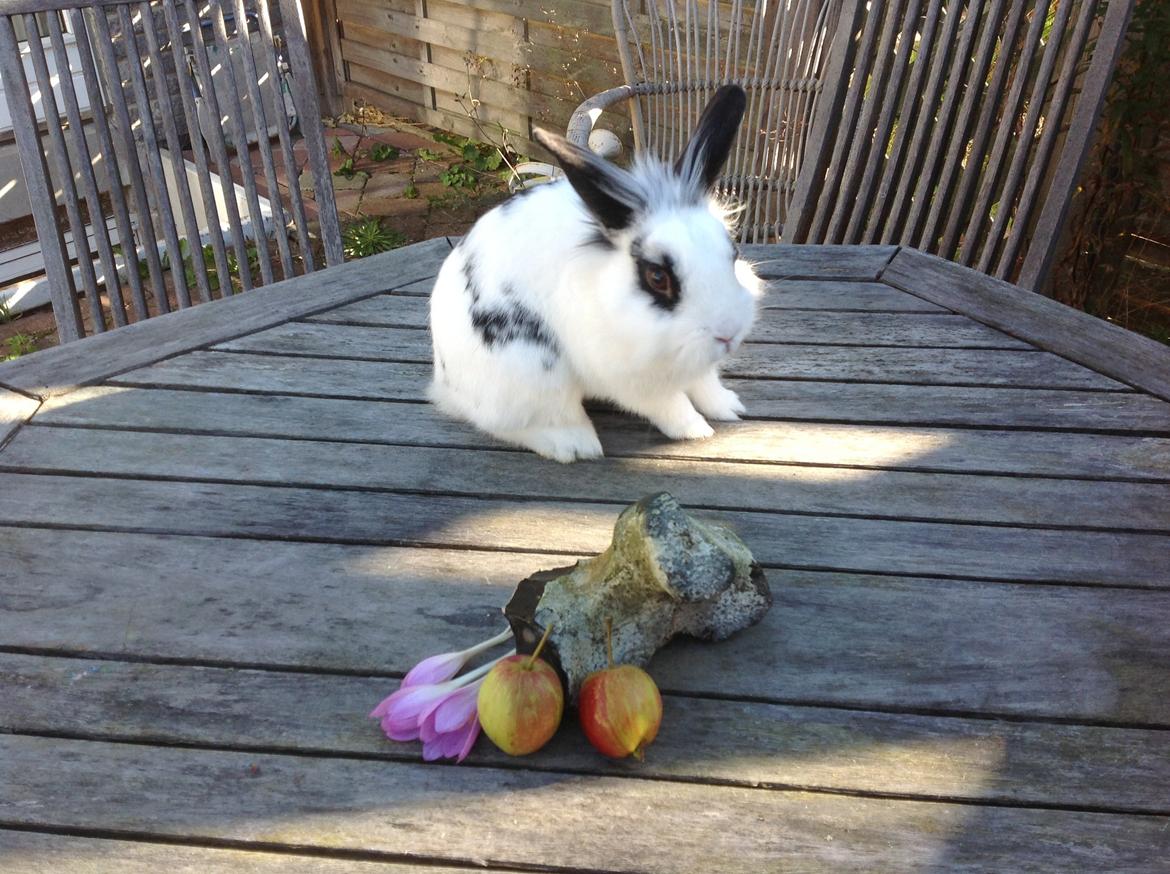 Kanin Stampe billede 6