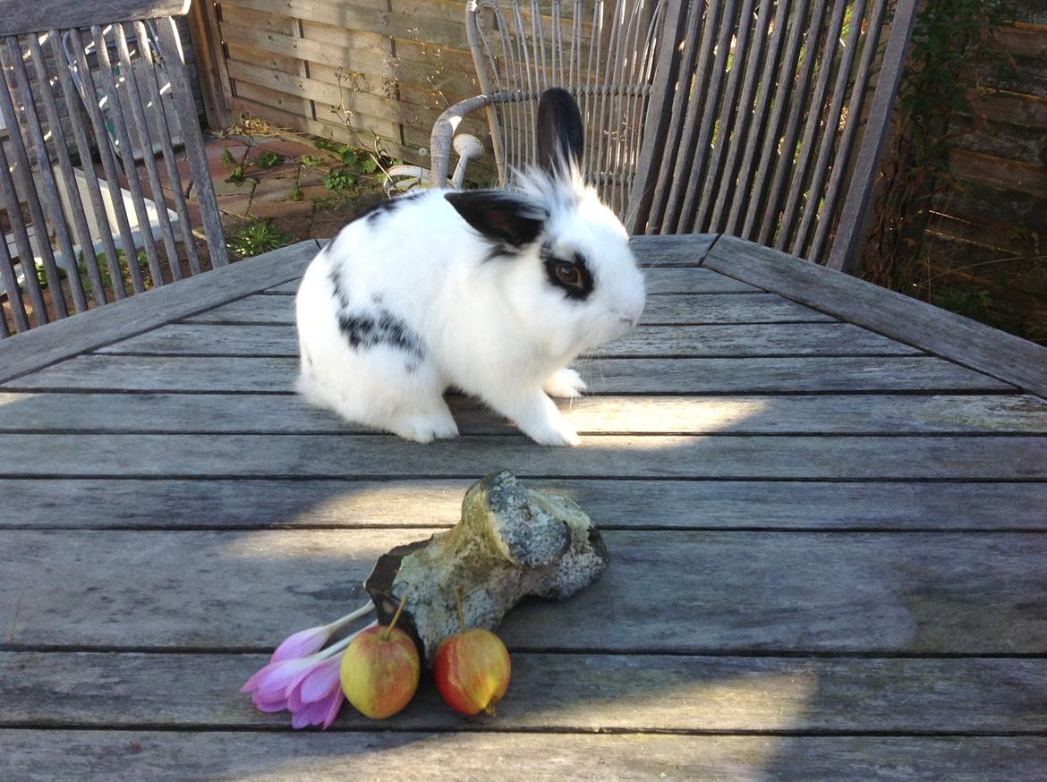 Kanin Stampe billede 7