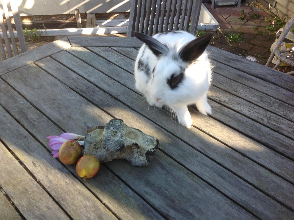 Kanin Stampe billede 8