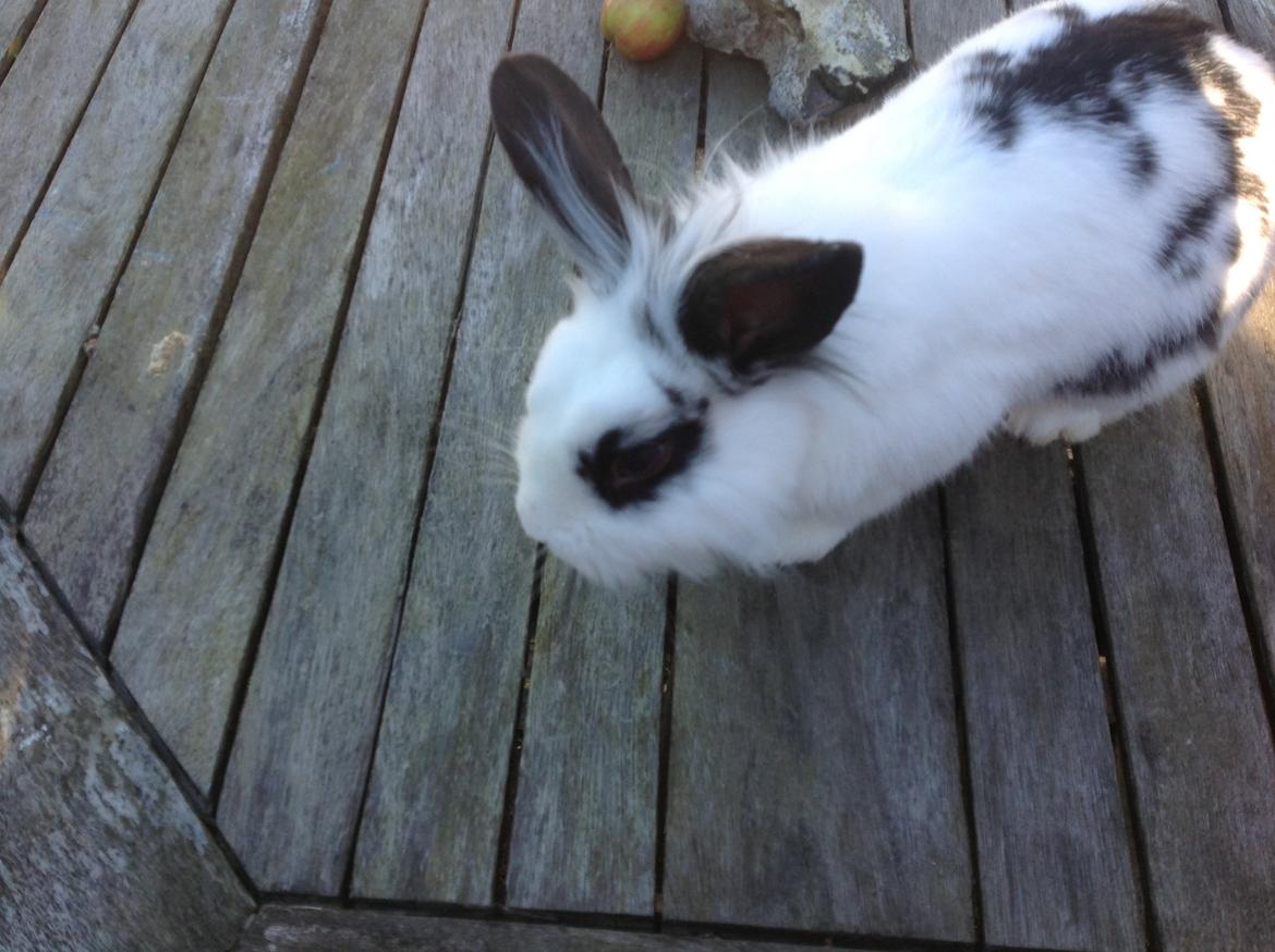 Kanin Stampe billede 9