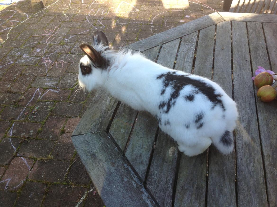 Kanin Stampe billede 10