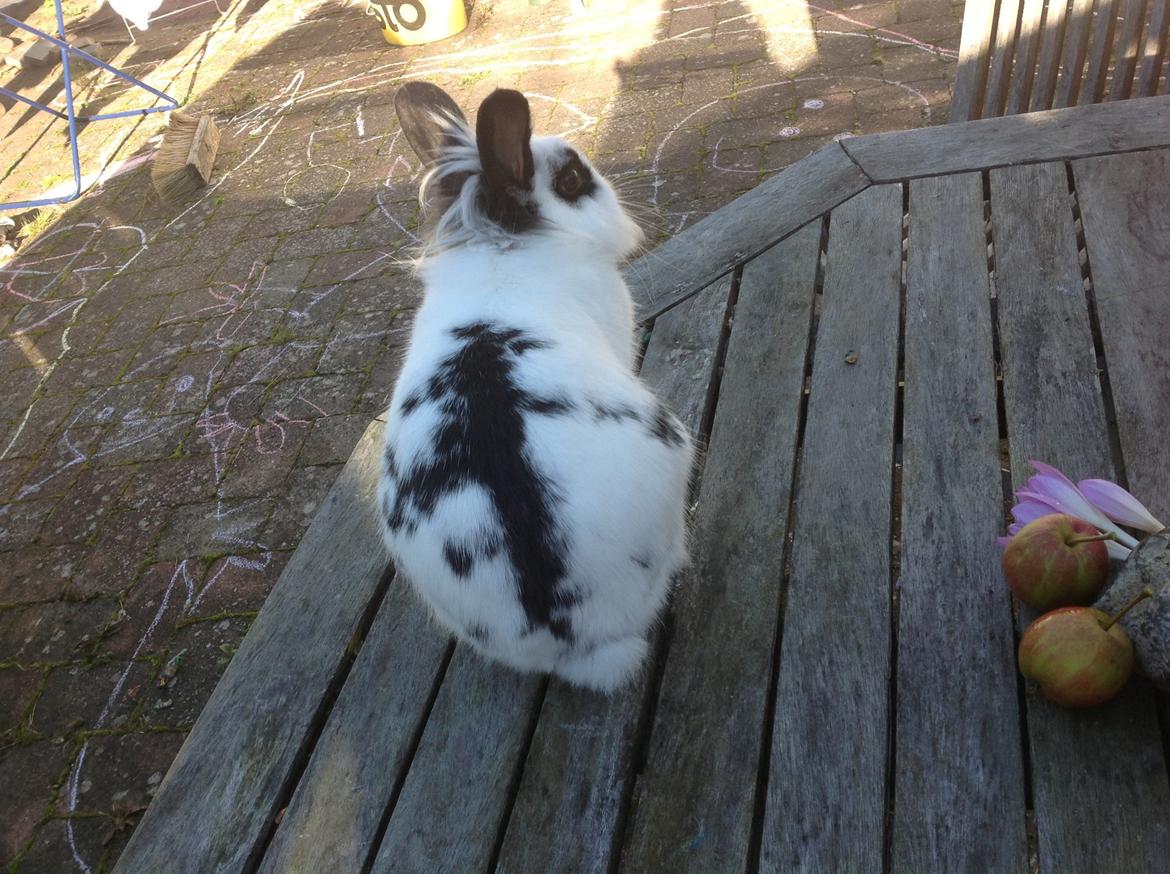 Kanin Stampe billede 11