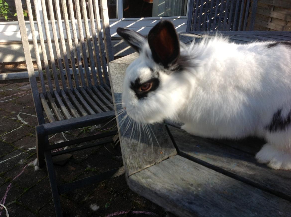 Kanin Stampe billede 12