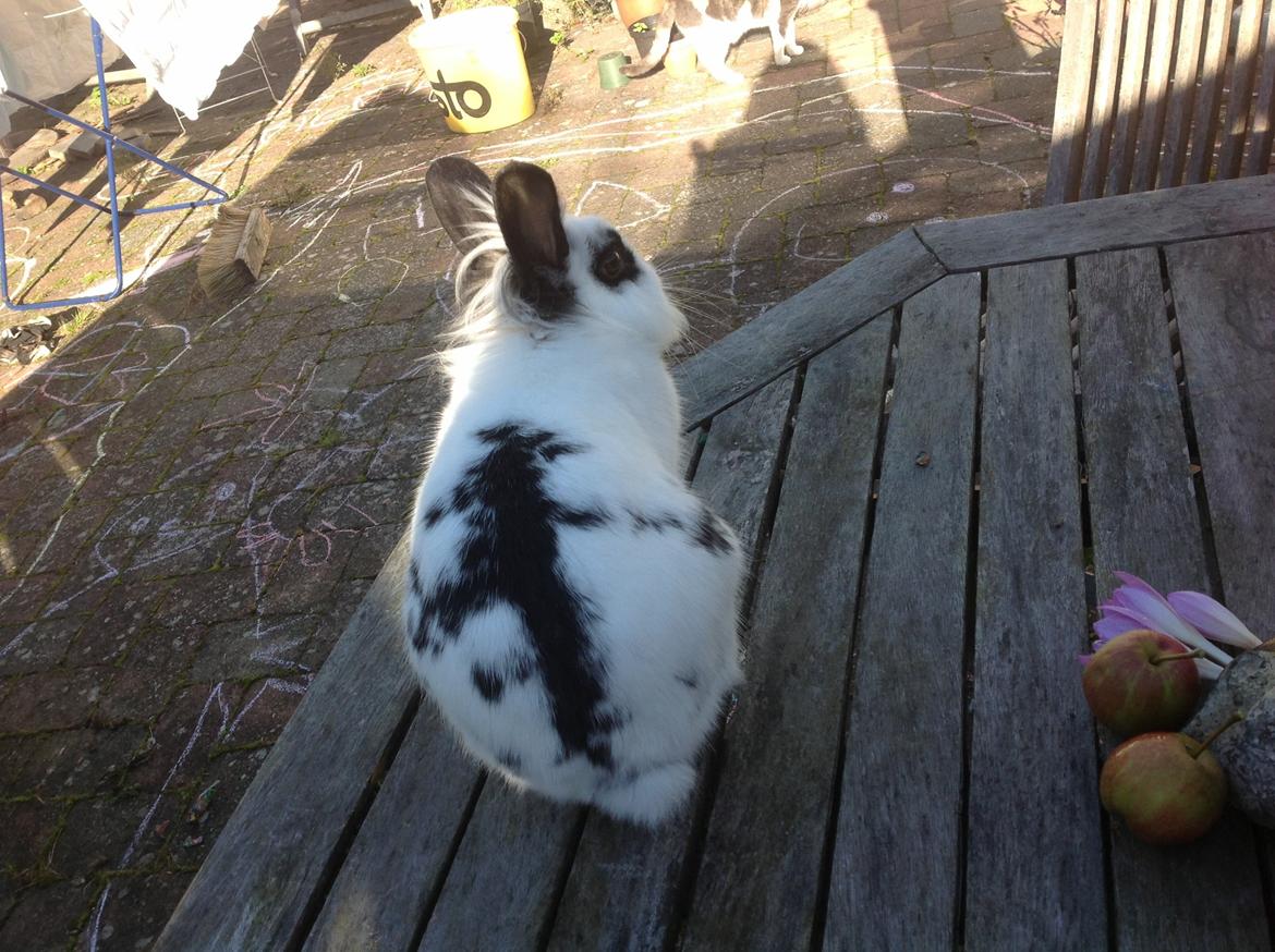 Kanin Stampe billede 13