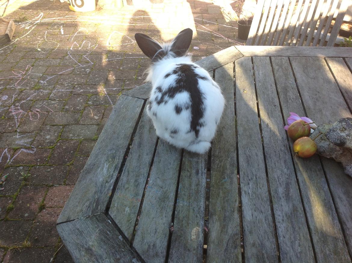 Kanin Stampe billede 14