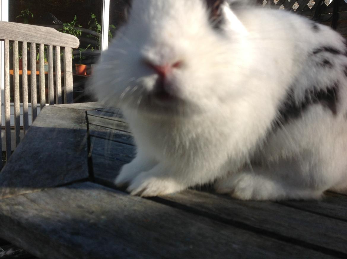 Kanin Stampe billede 15