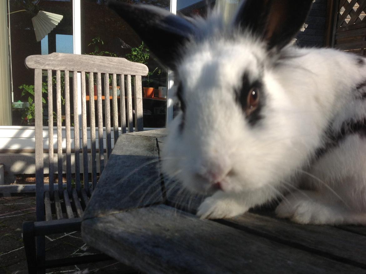 Kanin Stampe billede 16