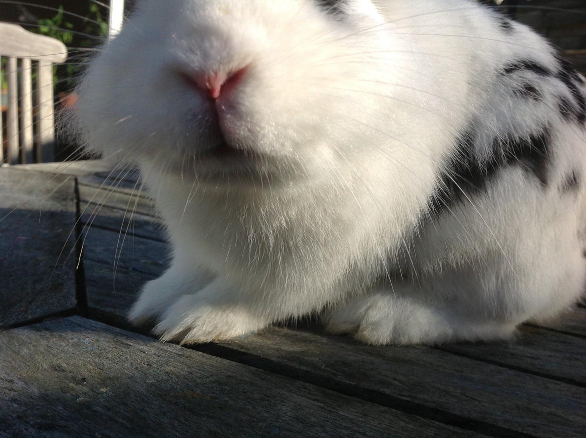 Kanin Stampe billede 17