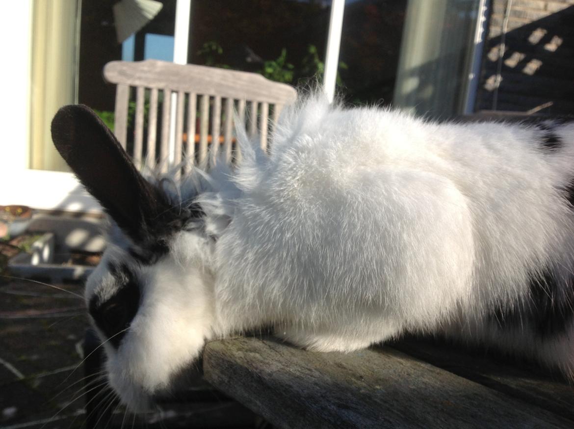 Kanin Stampe billede 18