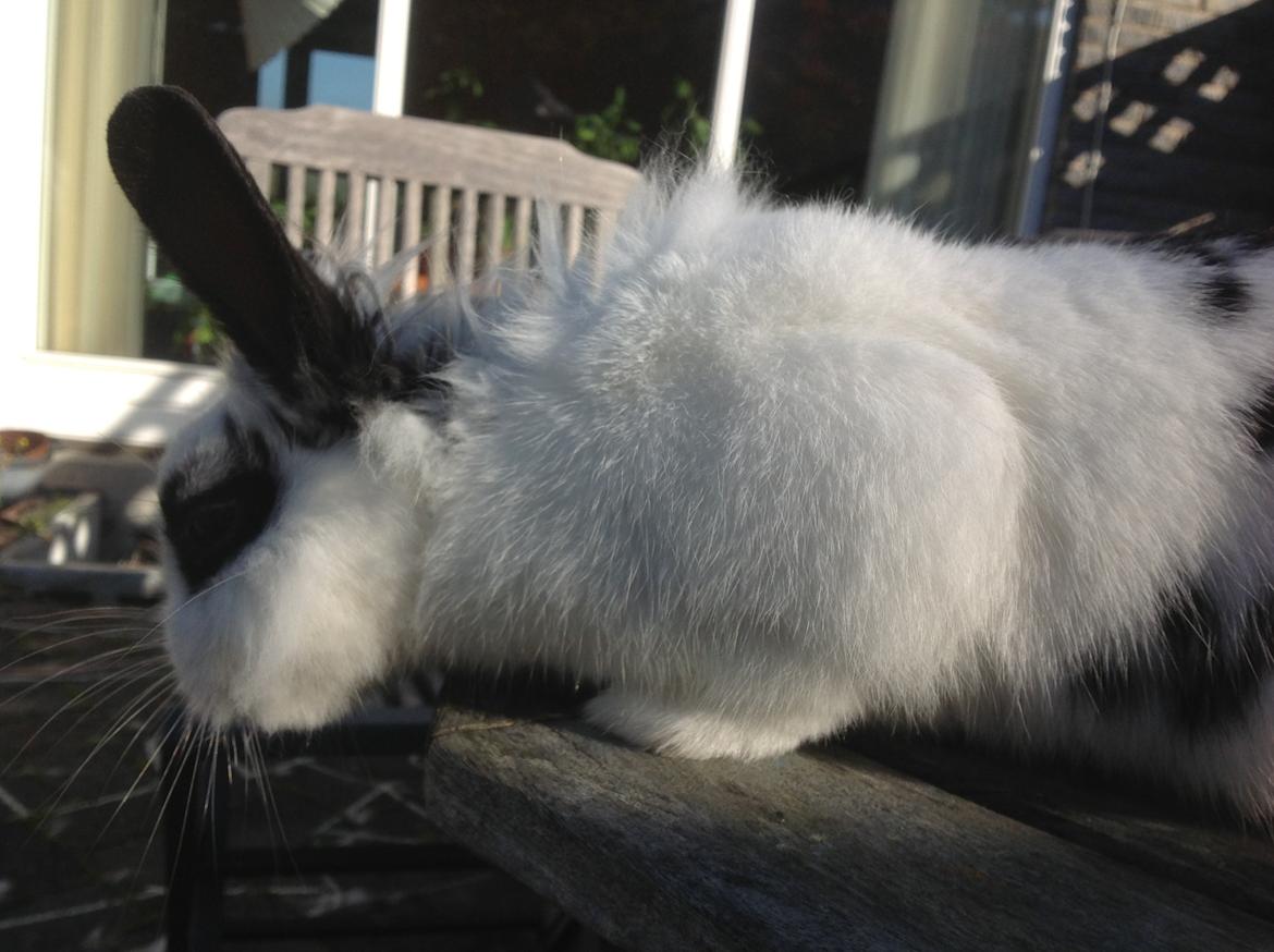 Kanin Stampe billede 19