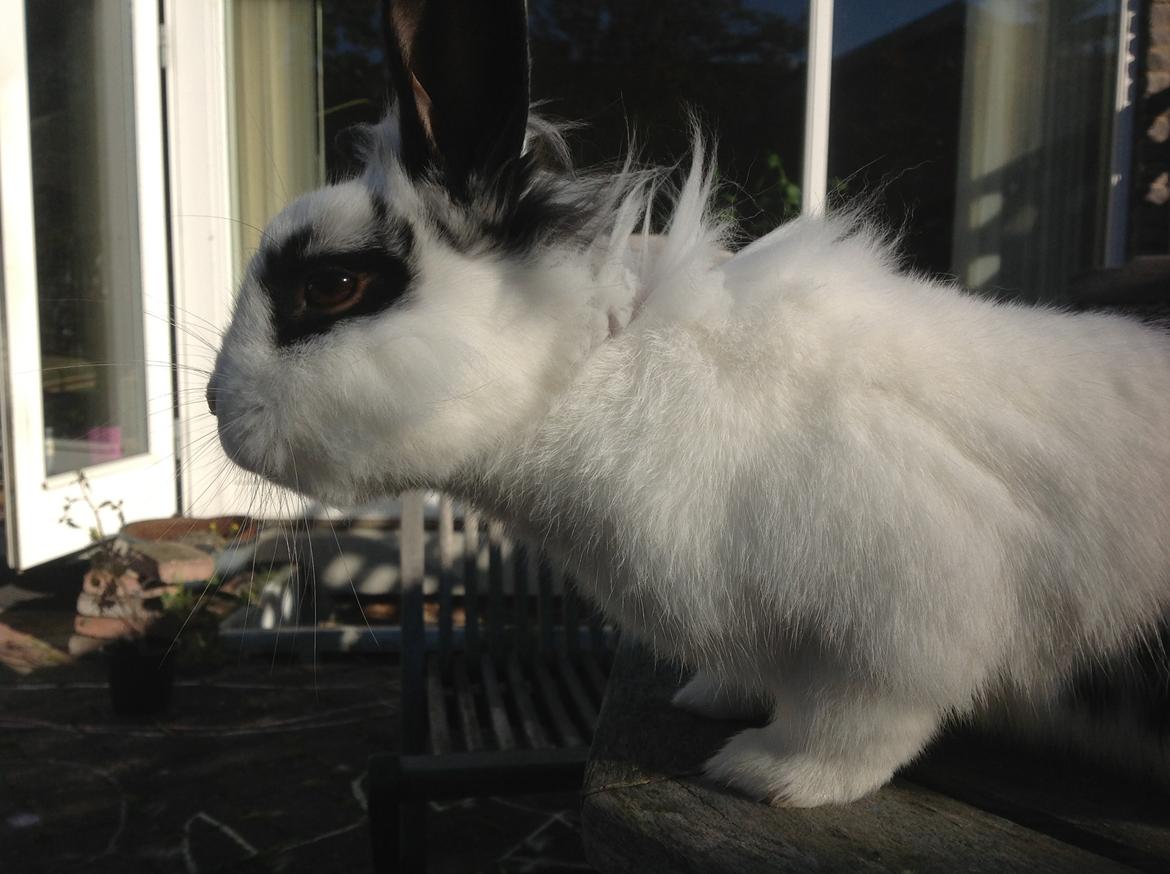 Kanin Stampe billede 20