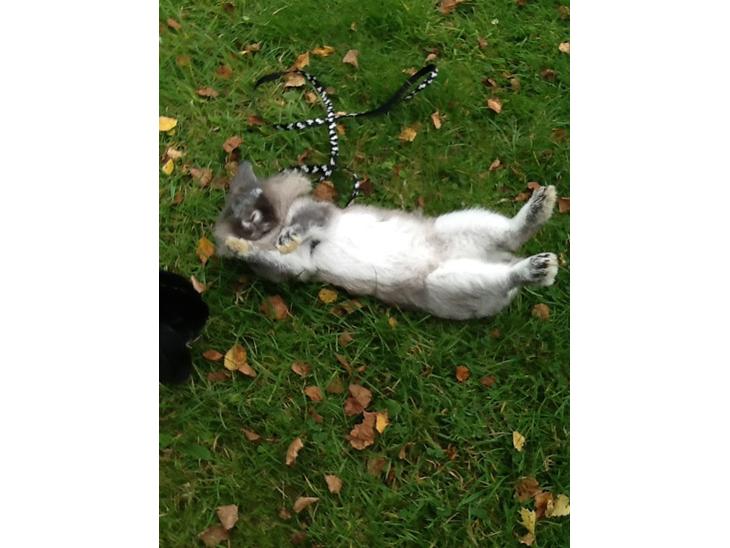 {{currentPhoto.altText}} billede {{currentPhoto.number}}