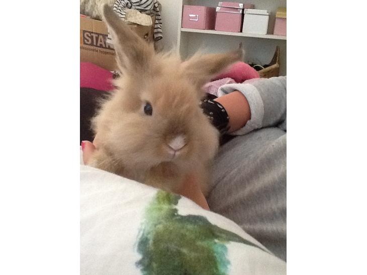 {{currentPhoto.altText}} billede {{currentPhoto.number}}