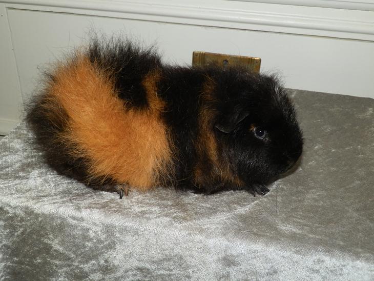 {{currentPhoto.altText}} billede {{currentPhoto.number}}