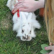 Kanin Kaninen Tulle[Verdens bedste]<3