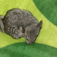 Chinchilla Chili <3 R.I.P.