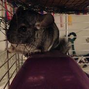 Chinchilla Chili <3 R.I.P.
