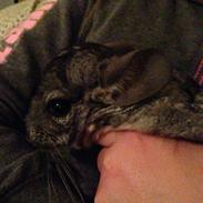 Chinchilla Chili <3 R.I.P.