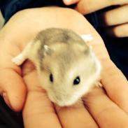 Dværghamster Hope