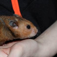 Hamster Malthes Swinger John