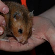 Hamster Malthes Swinger John