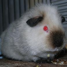 Marsvin Sternchen - Solgt.