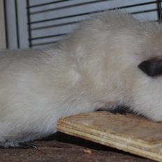 Marsvin Sternchen - Solgt.