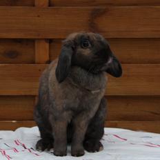 Kanin CAs Arecurius Midir