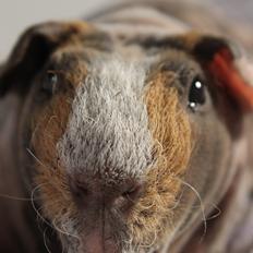 Marsvin DKkdCH Zeiler's Billy | Skinny